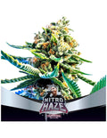 NITRO HAZE FEM X4-BSF