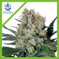 SYRUP AUTO X3+1-BUDDHA SEEDS
