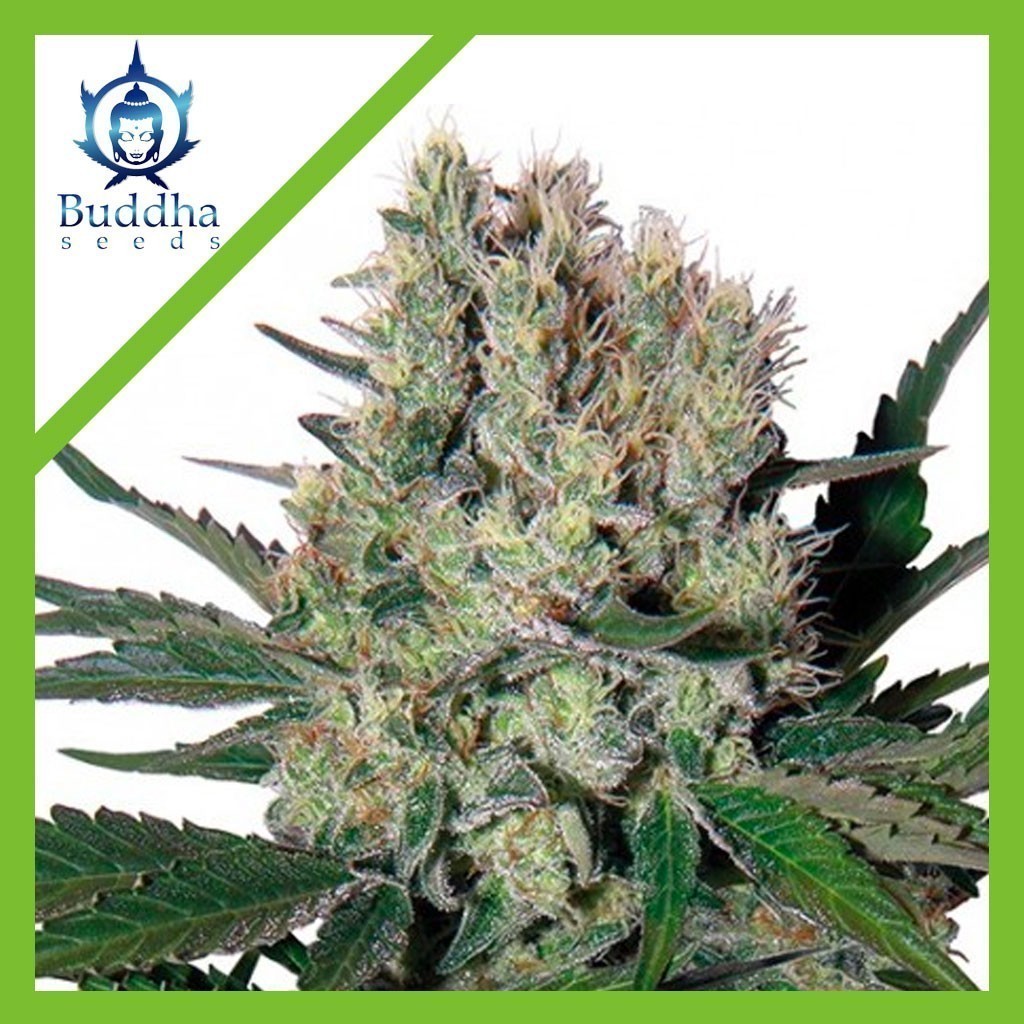 SYRUP AUTO X3+1-BUDDHA SEEDS