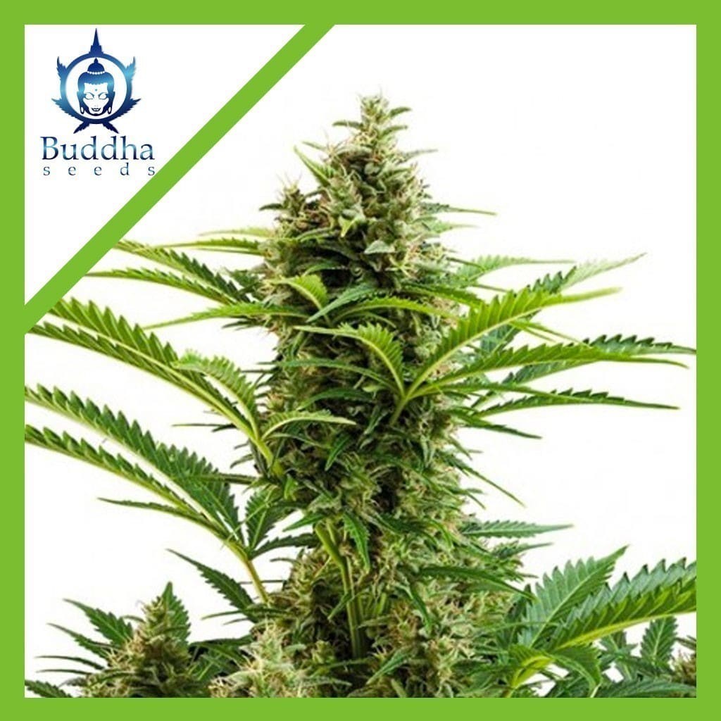 VESTA AUTO X3+1-BUDDHA SEEDS