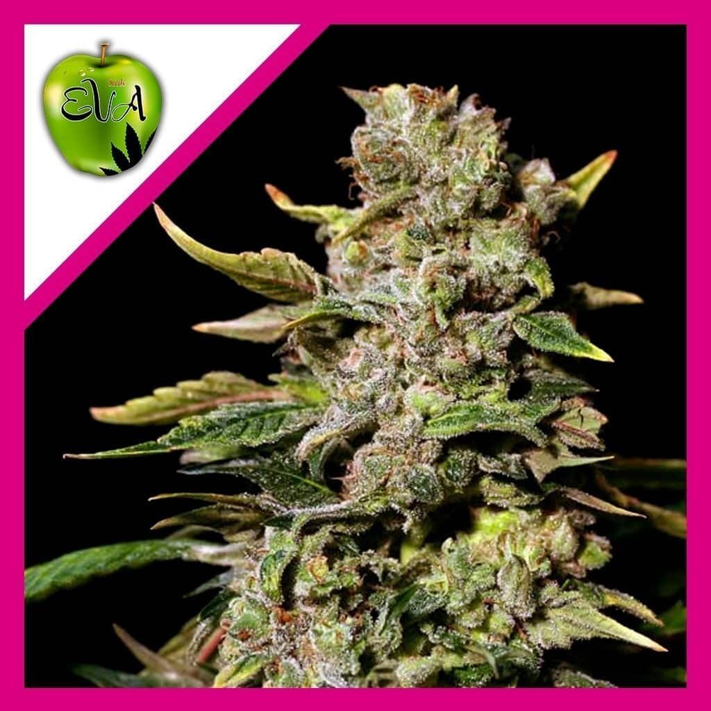 TNT KUSH FEM X3+1-EVA SEEDS