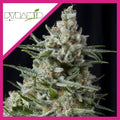 ANESTHESIA FEM X3+1-PYRAMID SEEDS