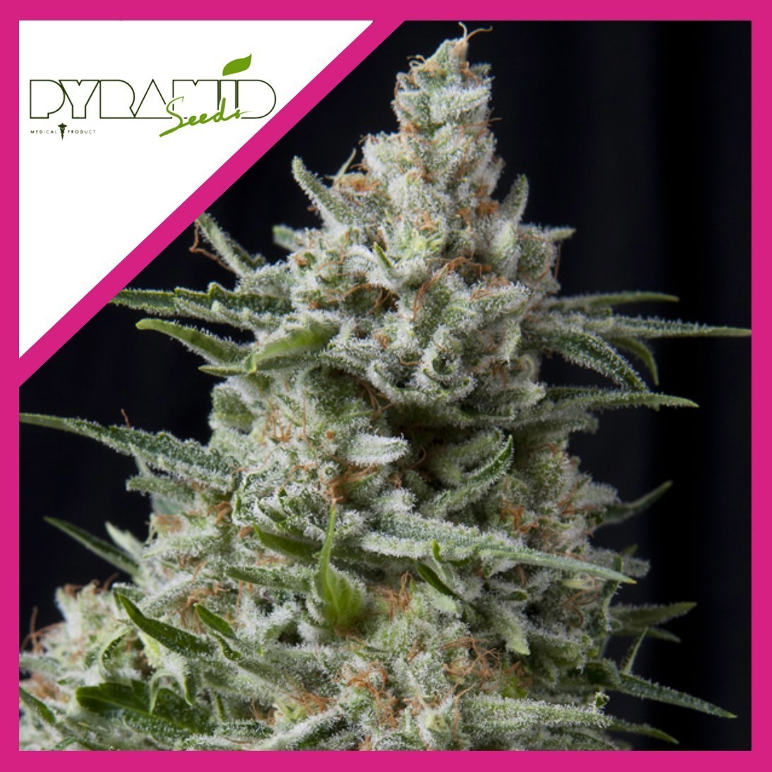 ANESTHESIA FEM X3+1-PYRAMID SEEDS