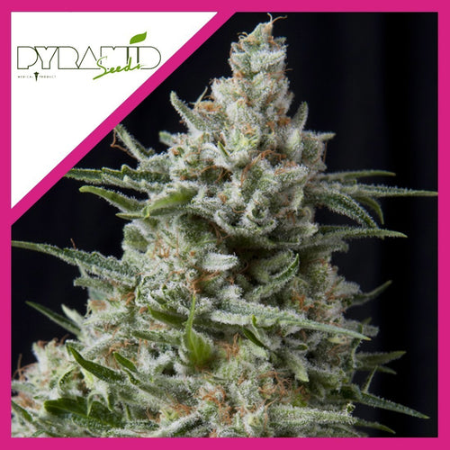 ANESTHESIA FEM X3+1-PYRAMID SEEDS