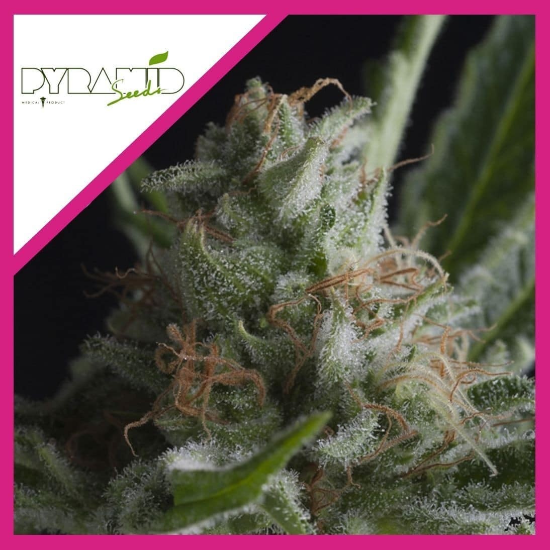 SHARK FEM X3+1-PYRAMID SEEDS
