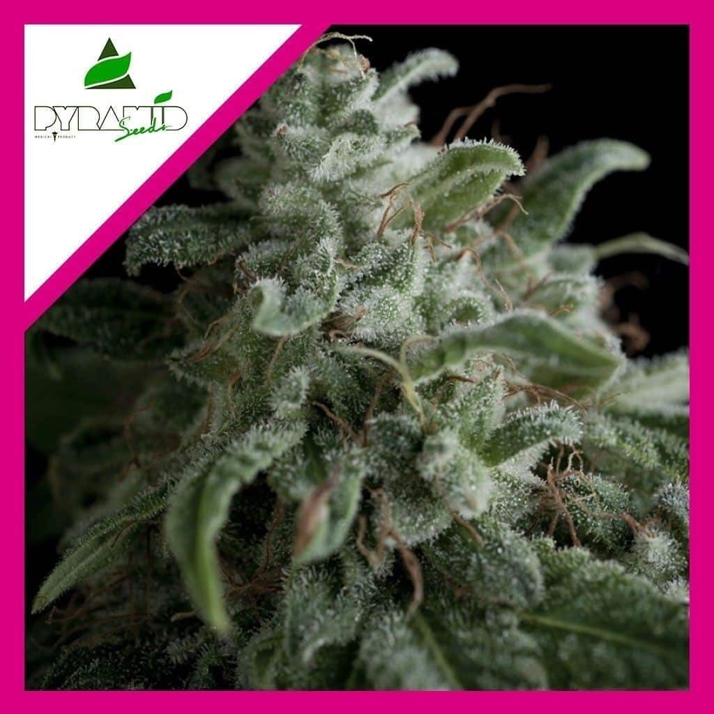 NEFERTITI FEM X3+1-PYRAMID SEEDS