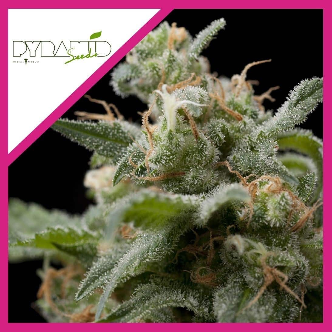 SUPER HASH FEM X3+1-PYRAMID SEEDS