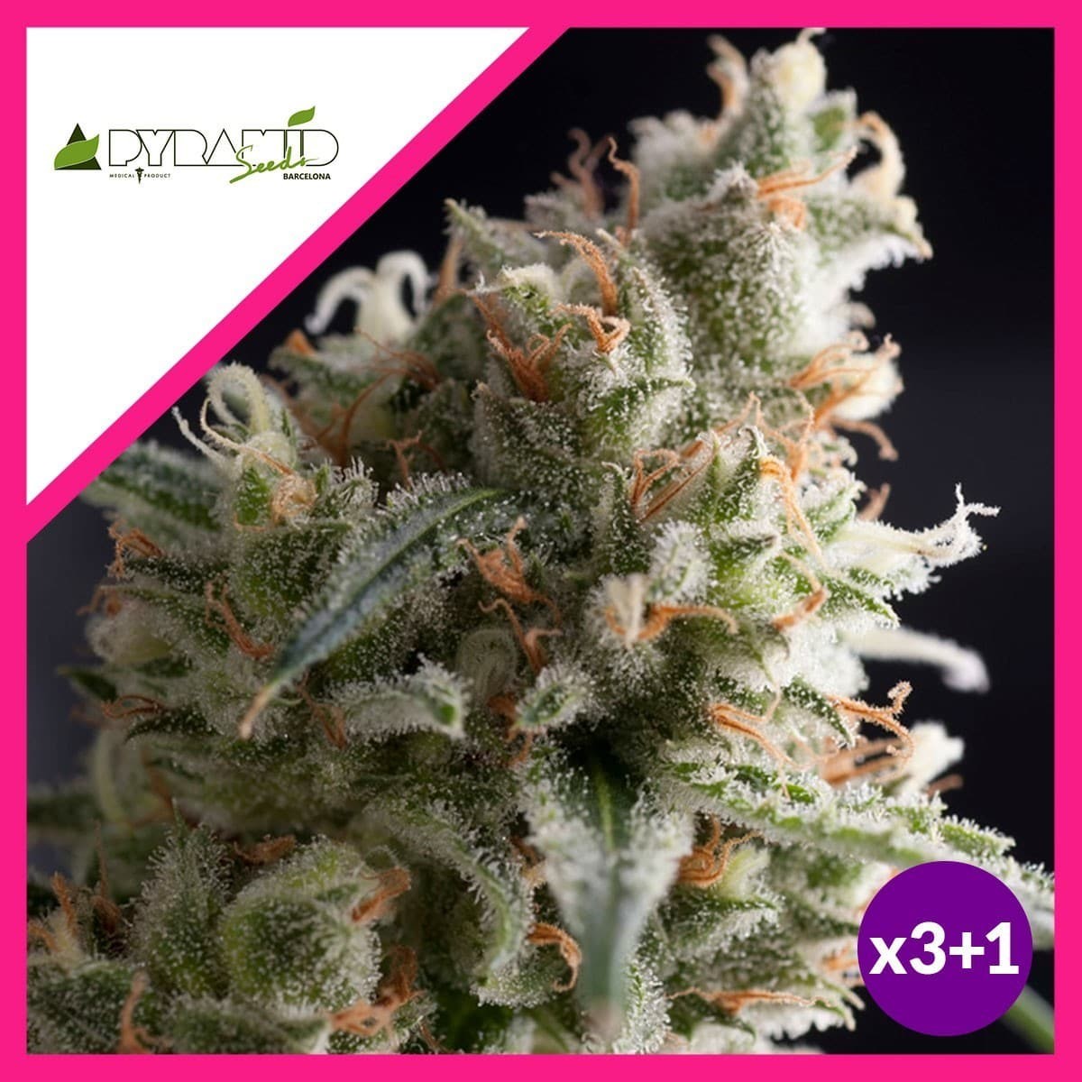 LENNON FEM X3+1-PYRAMID SEEDS