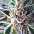 DO-SI-DOS FEM X3+1-PYRAMID SEEDS