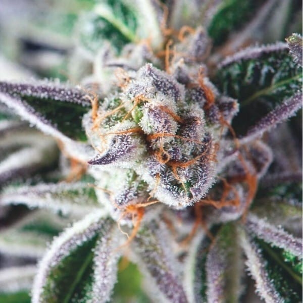 DO-SI-DOS FEM X3+1-PYRAMID SEEDS