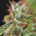 DOUBLE OG HAZE FEM X3+1-PYRAMID SEEDS