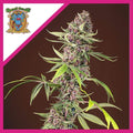 RED MANDARINE F1 FEM X3+1-SWEET SEEDS