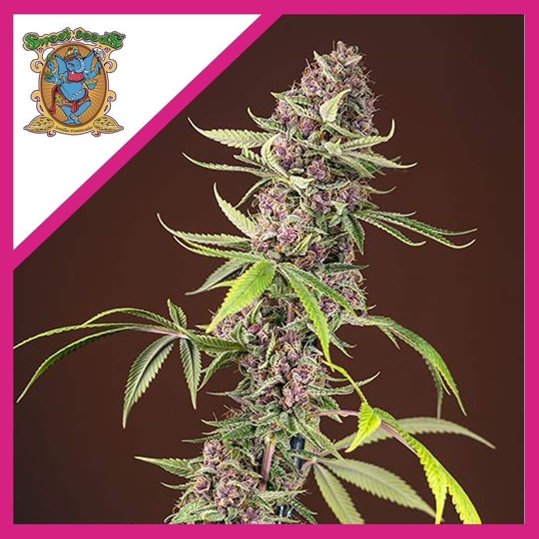 RED MANDARINE F1 FEM X3+1-SWEET SEEDS