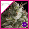 FRESH CANDY FEM X3+1-PYRAMID SEEDS