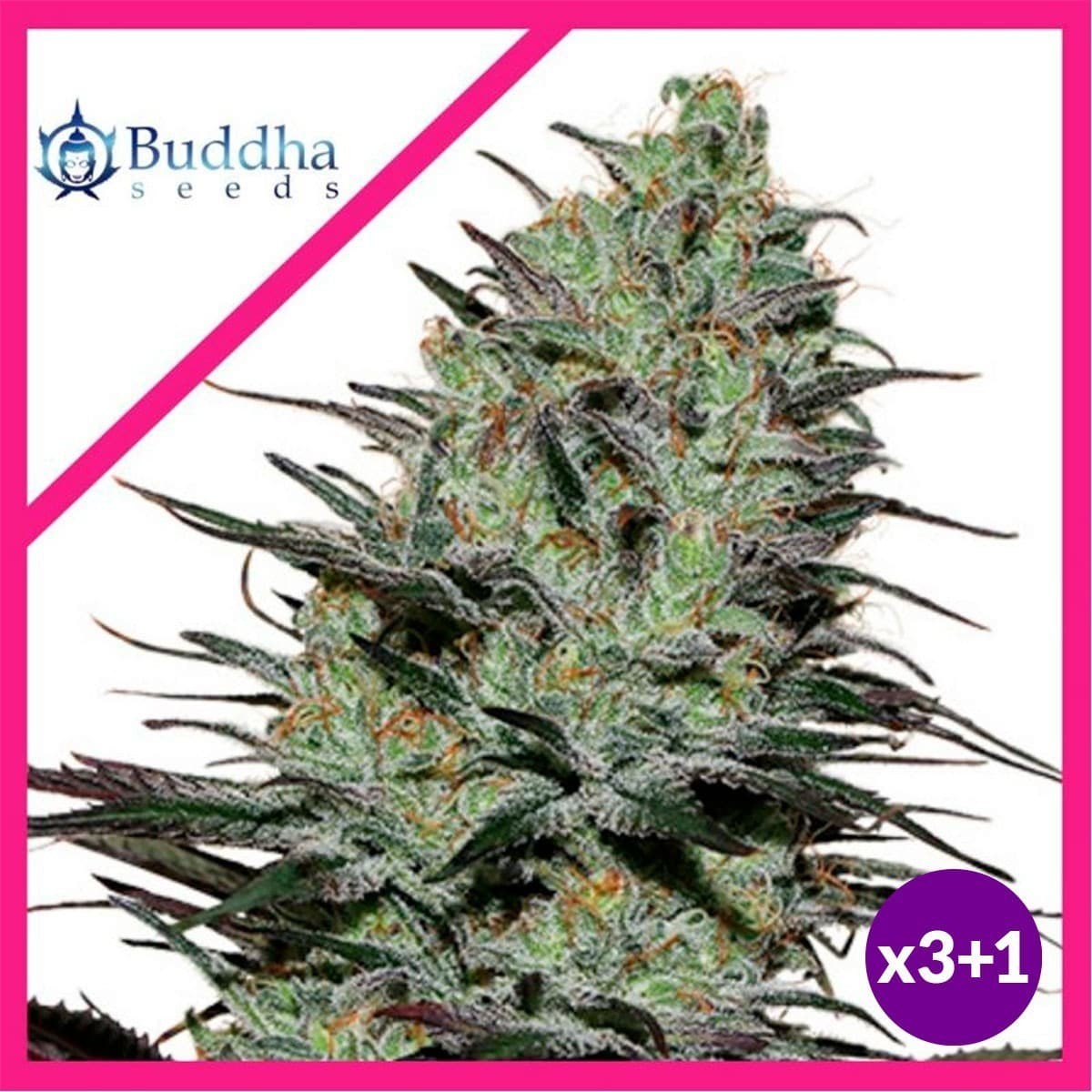 MORPHEUS FEM X3+1-BUDDHA SEEDS