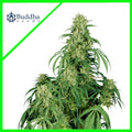 CALAMITY JANE AUTO X3+1-BUDDHA SEEDS
