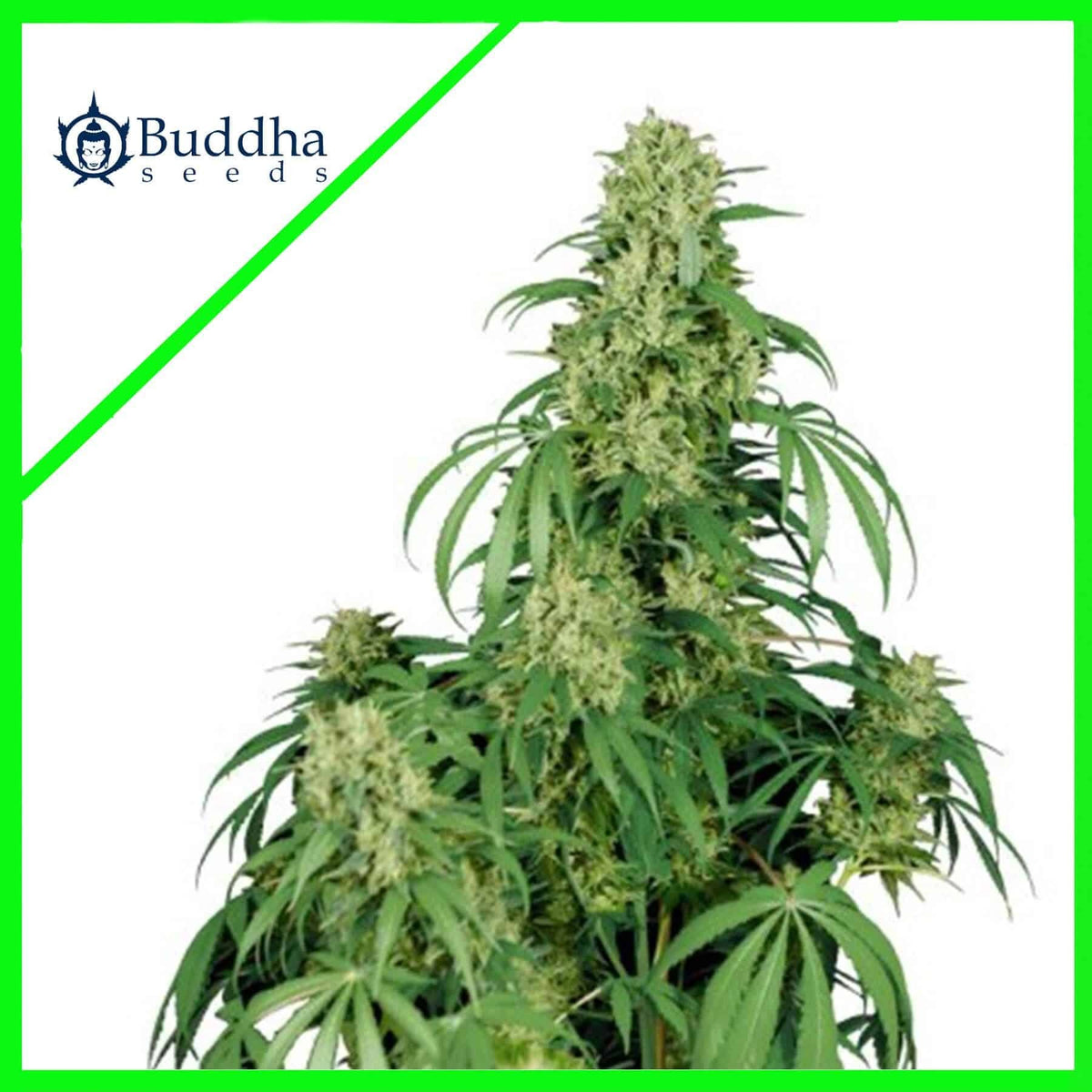 CALAMITY JANE AUTO X3+1-BUDDHA SEEDS