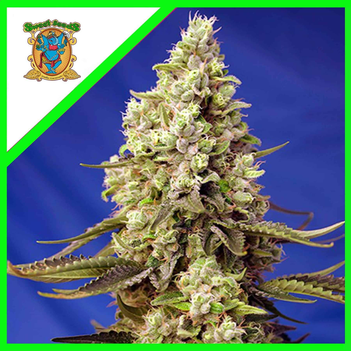 RUNTZ XL AUTO X3+1-SWEET SEEDS