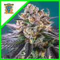 RED STRAWBERRY BANANA AUTO X5+2-SWEET SEEDS