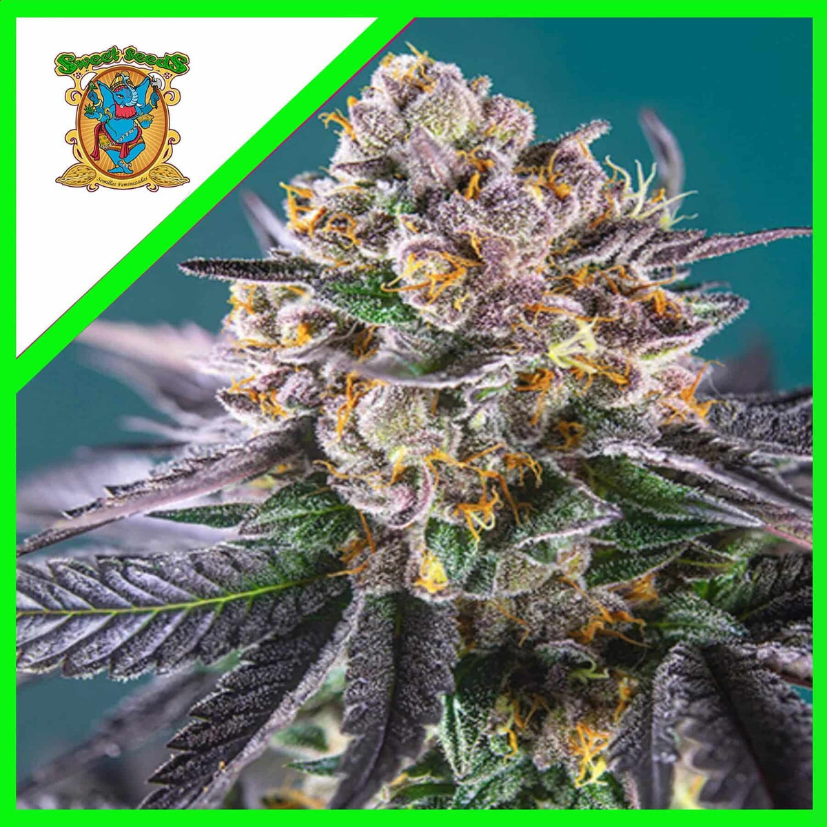 RED STRAWBERRY BANANA AUTO X5+2-SWEET SEEDS