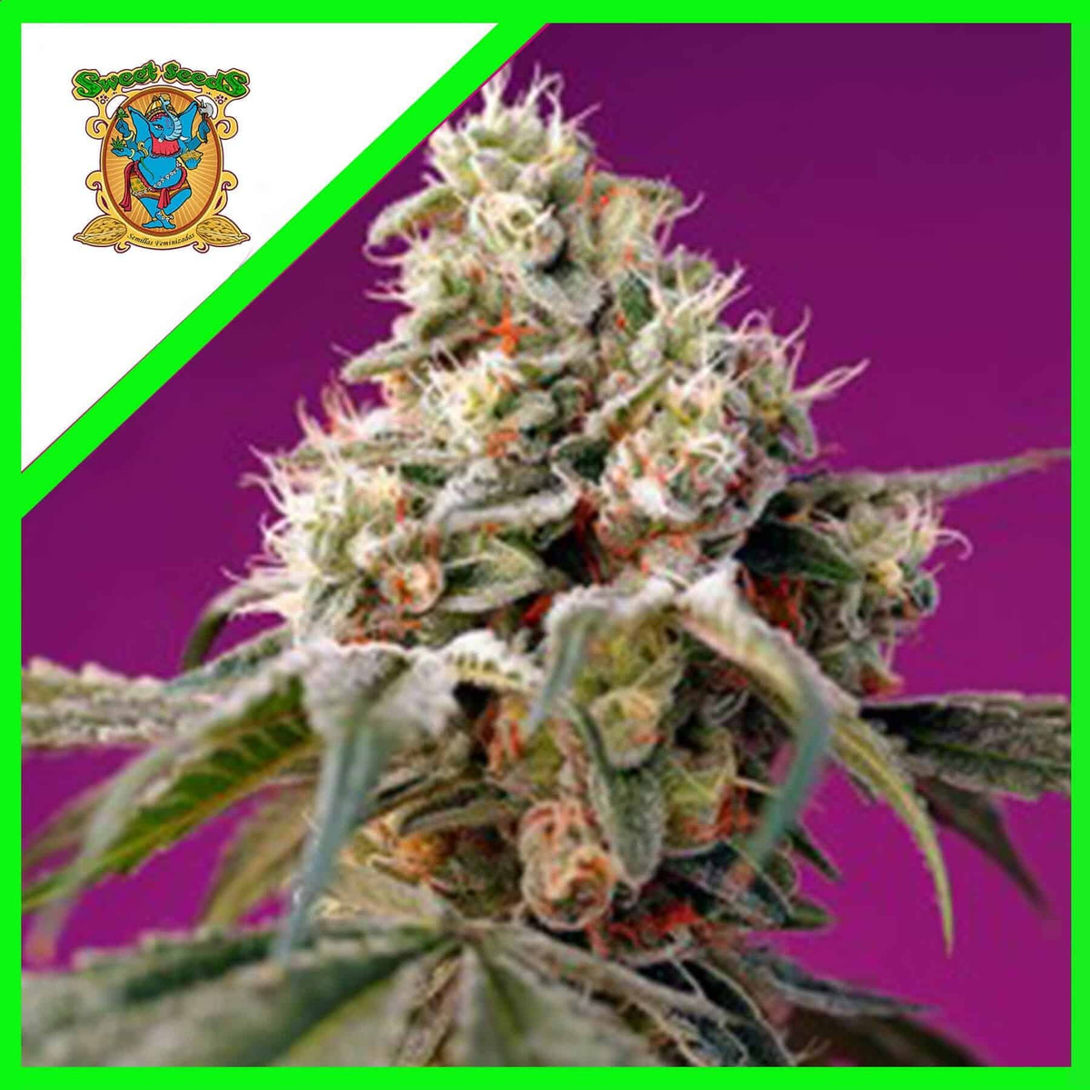 BRUCE BANNER AUTO X3+1-SWEET SEEDS
