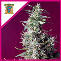 SWEET CHERRY PIE FEM X3+1-SWEET SEEDS