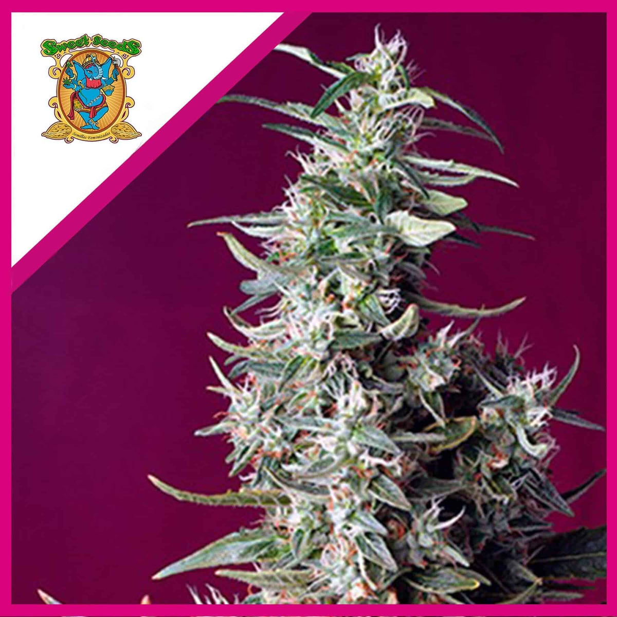 SWEET CHERRY PIE FEM X3+1-SWEET SEEDS
