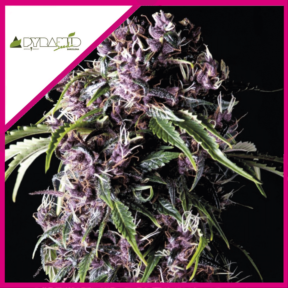 PURPLE FEM X3+1-PYRAMID SEEDS