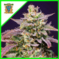 PURPLE PUNCH OG XL AUTO X3+1-SWEET SEEDS