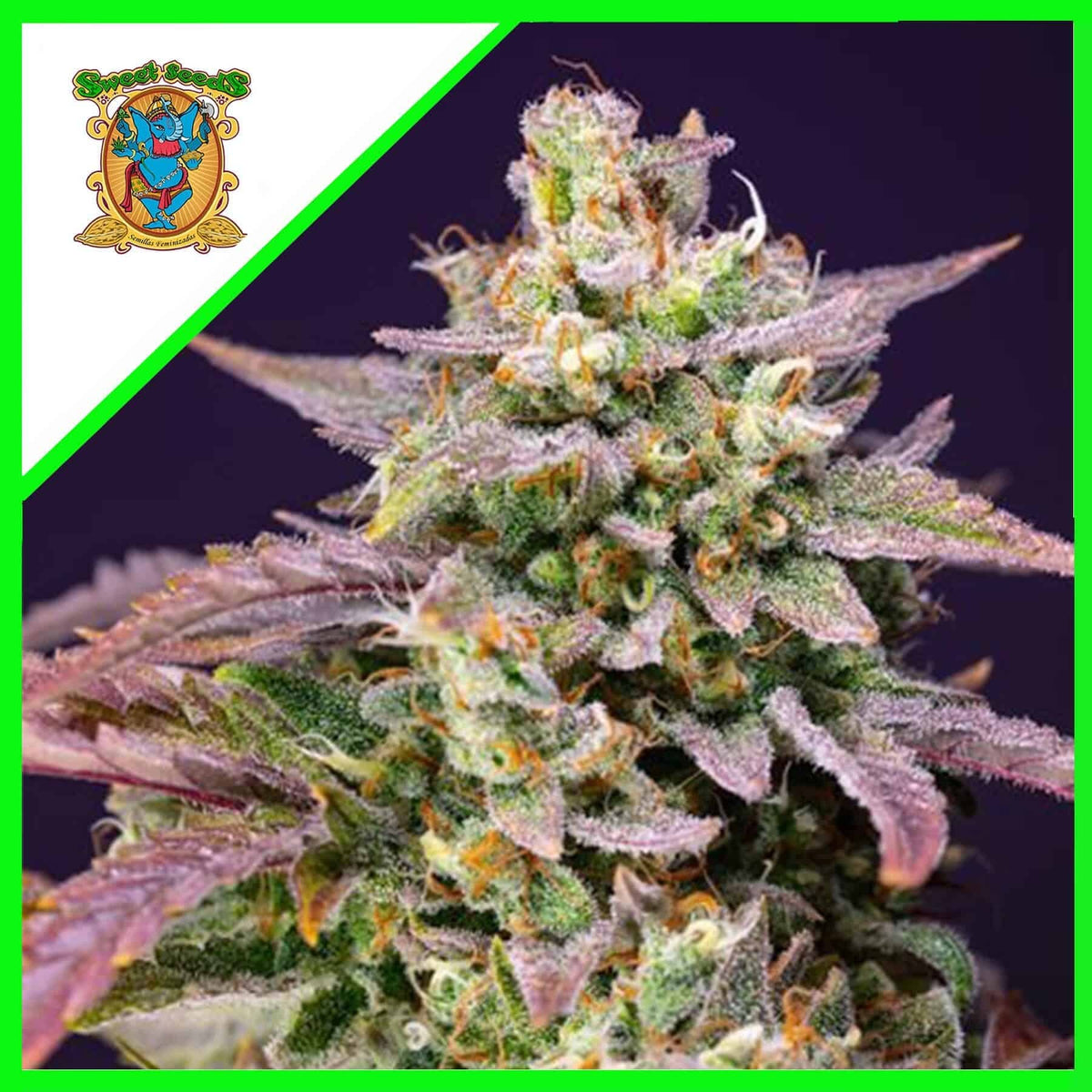 PURPLE PUNCH OG XL AUTO X3+1-SWEET SEEDS