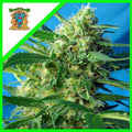 NYC DIESEL AUTO X3+1-SWEET SEEDS