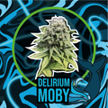 DELIRIUM MOBY AUTO X4-DELIRIUM SEEDS