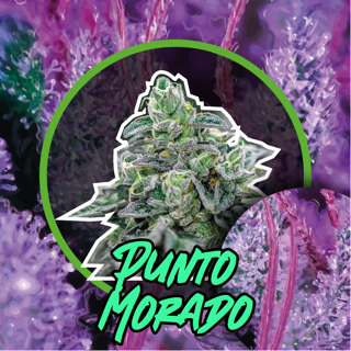 PUNTO MORADO FEM X1-DELIRIUM SEEDS