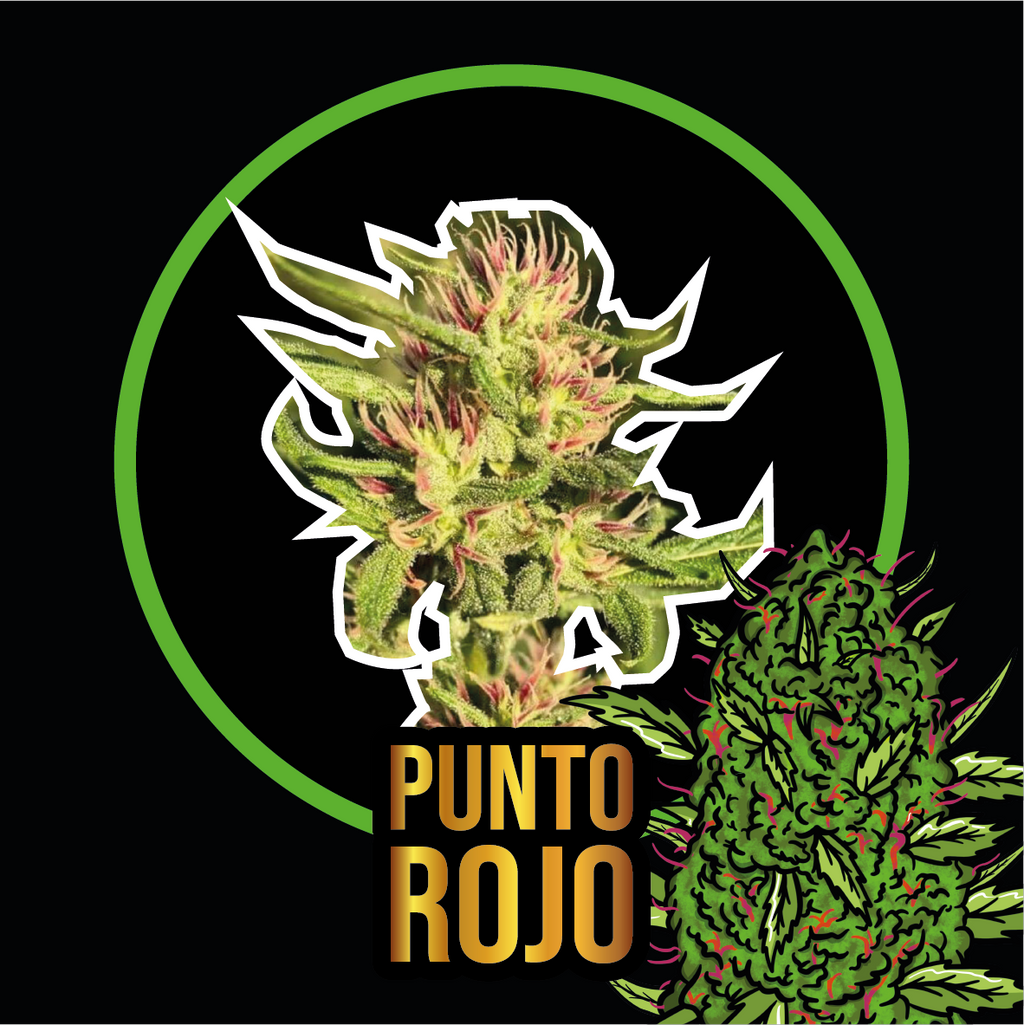 PUNTO ROJO FEM X2-DELIRIUM SEEDS