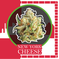 NEW YORK CHEESE AUTO X2-DELIRIUM SEEDS