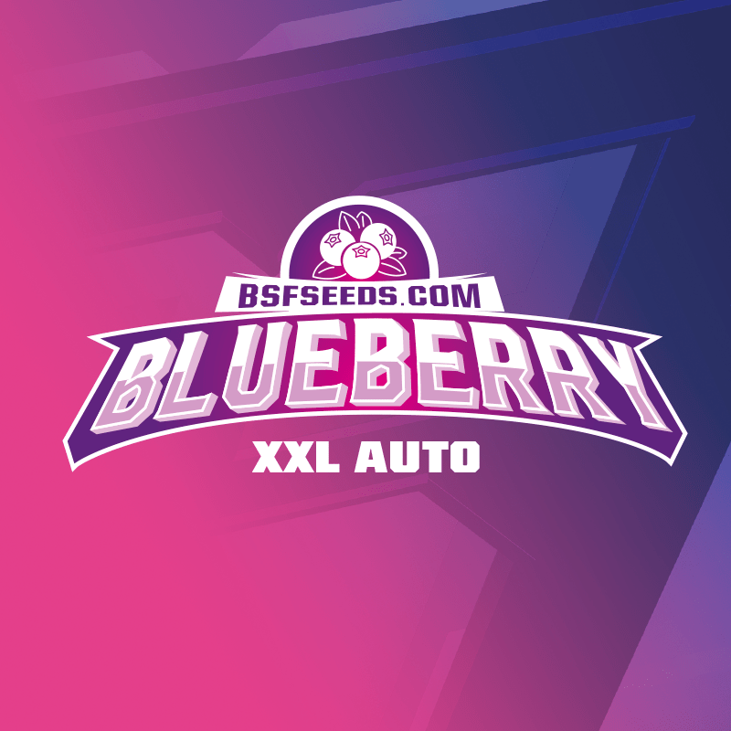 BLUE BERRY AUTO X12-BSF