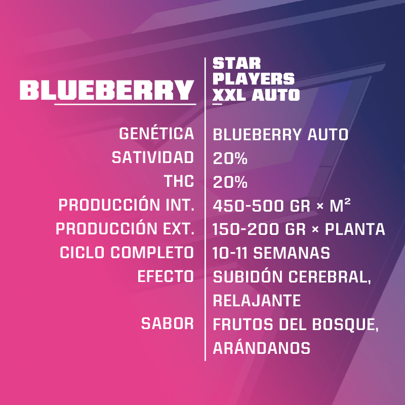 BLUE BERRY AUTO X12-BSF - imagen 2