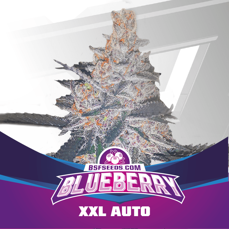 BLUE BERRY AUTO X12-BSF - imagen 3