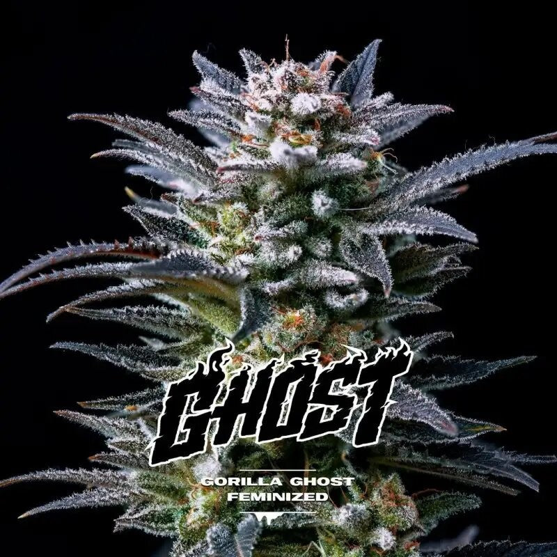 GORILLA GHOST GK FEM X2-BSF - imagen 2