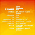 TANGIE FEM X12-BSF