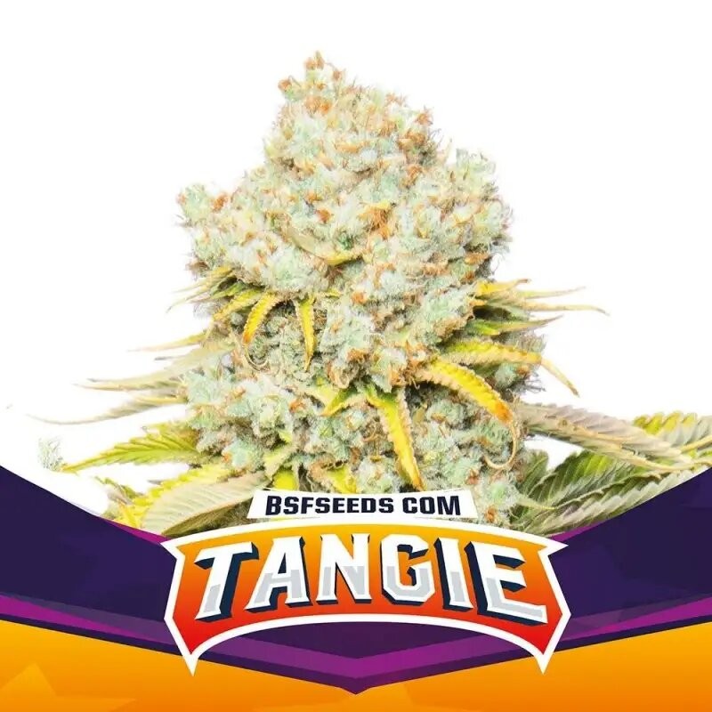 TANGIE FEM X12-BSF - imagen 2