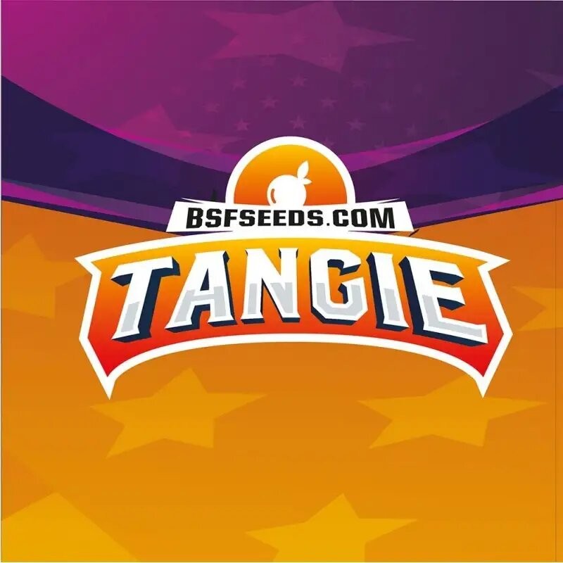 TANGIE FEM X12-BSF - imagen 3