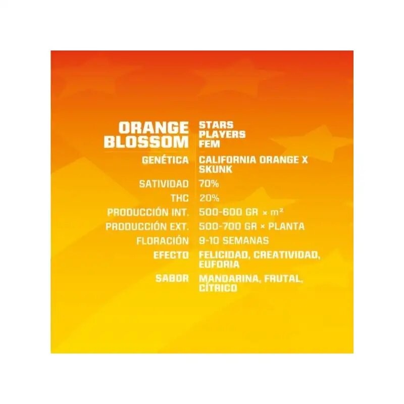 ORANGE BLOSSOM FEM X12-BSF - imagen 2