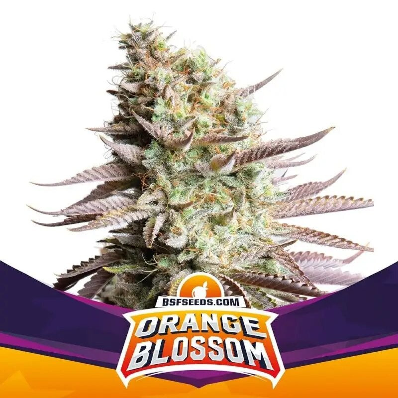 ORANGE BLOSSOM FEM X12-BSF