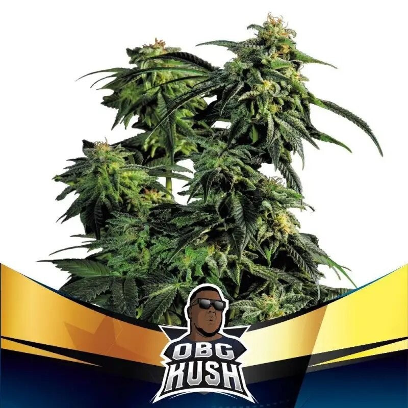 OBG KUSH FAST FEM X2-BSF - imagen 3