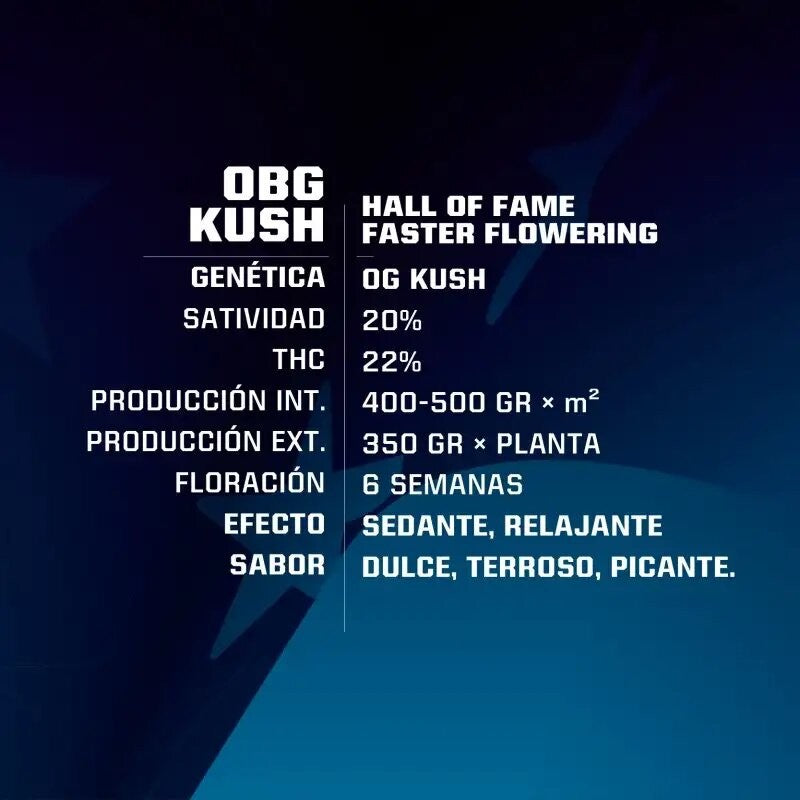OBG KUSH FAST FEM X2-BSF - imagen 2