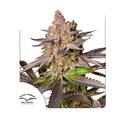 MELONADE RUNTZ FEM X3-DUTCH PASSION