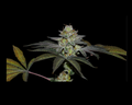 COCO NUTTY X FRUITY PEBBLES OG X3+1-SECRET FILE