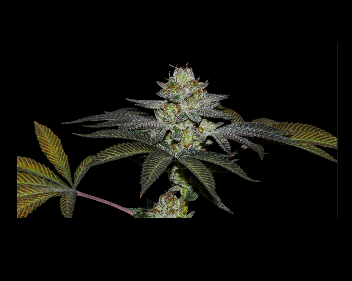 COCO NUTTY X FRUITY PEBBLES OG X3+1-SECRET FILE