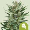 ROYAL CHEESE AUTO X10-ROYAL QUEEN